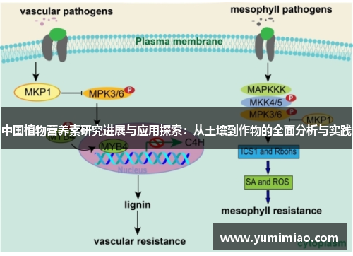 中国植物营养素研究进展与应用探索：从土壤到作物的全面分析与实践